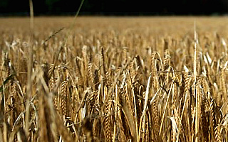 Rolnicy sprzeciwiają się niskim cenom zbóż